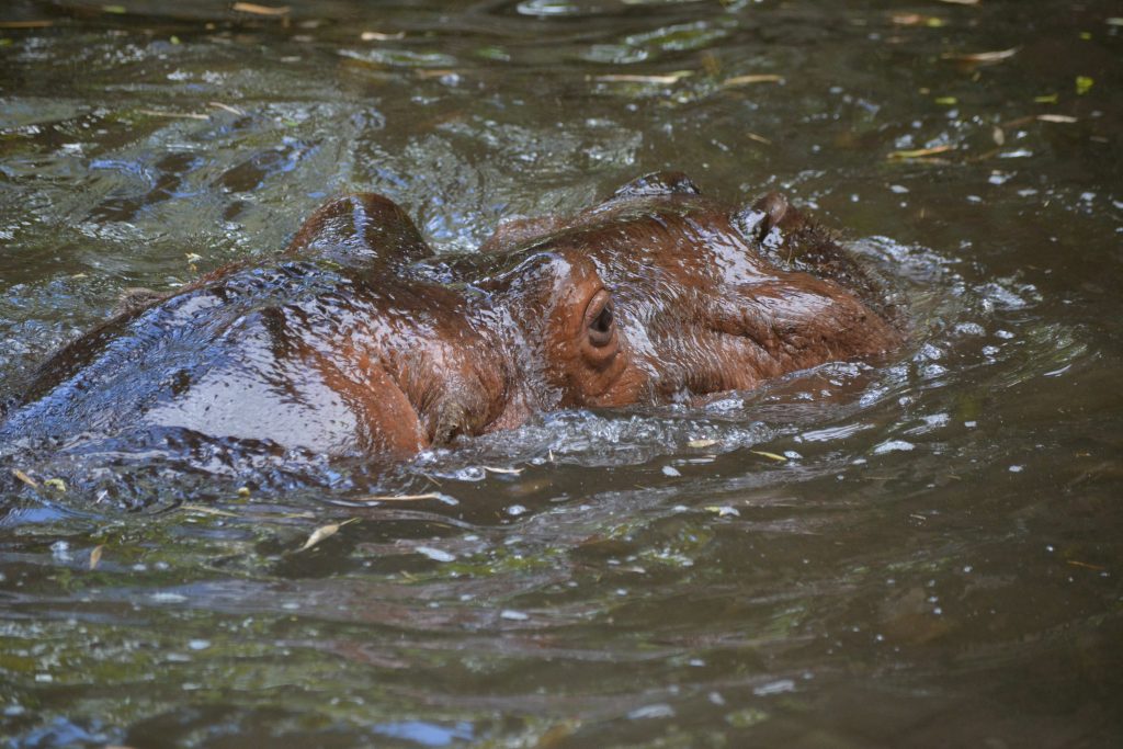 Zoo de la Flèche