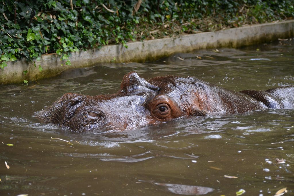 Zoo de la Flèche