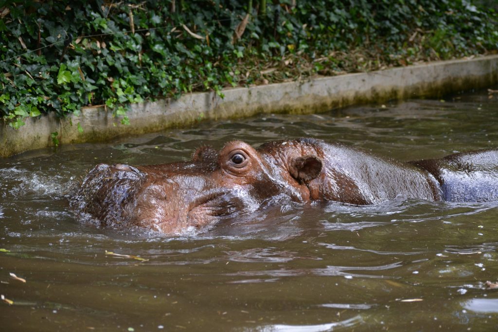 Zoo de la Flèche