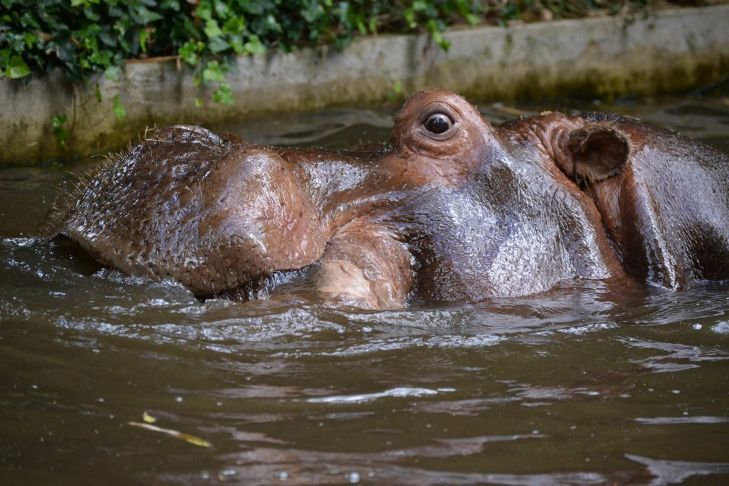 Zoo de la Flèche