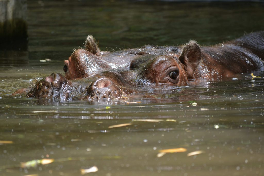 Zoo de la Flèche