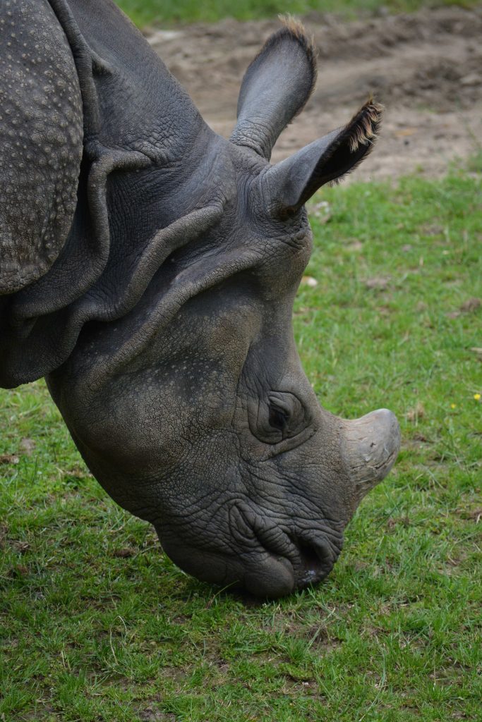 Zoo de la Flèche