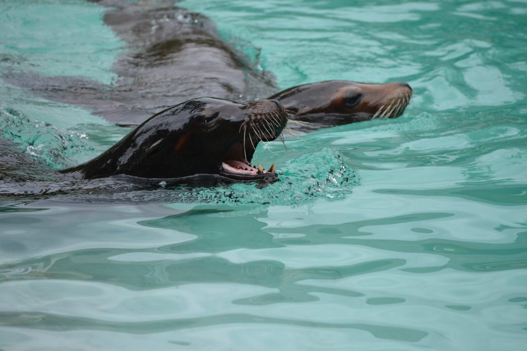 Zoo de la Flèche