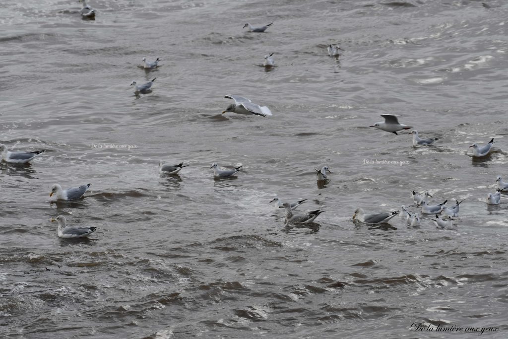 Bretagne Finistère Nord photographe De la lumière aux yeux