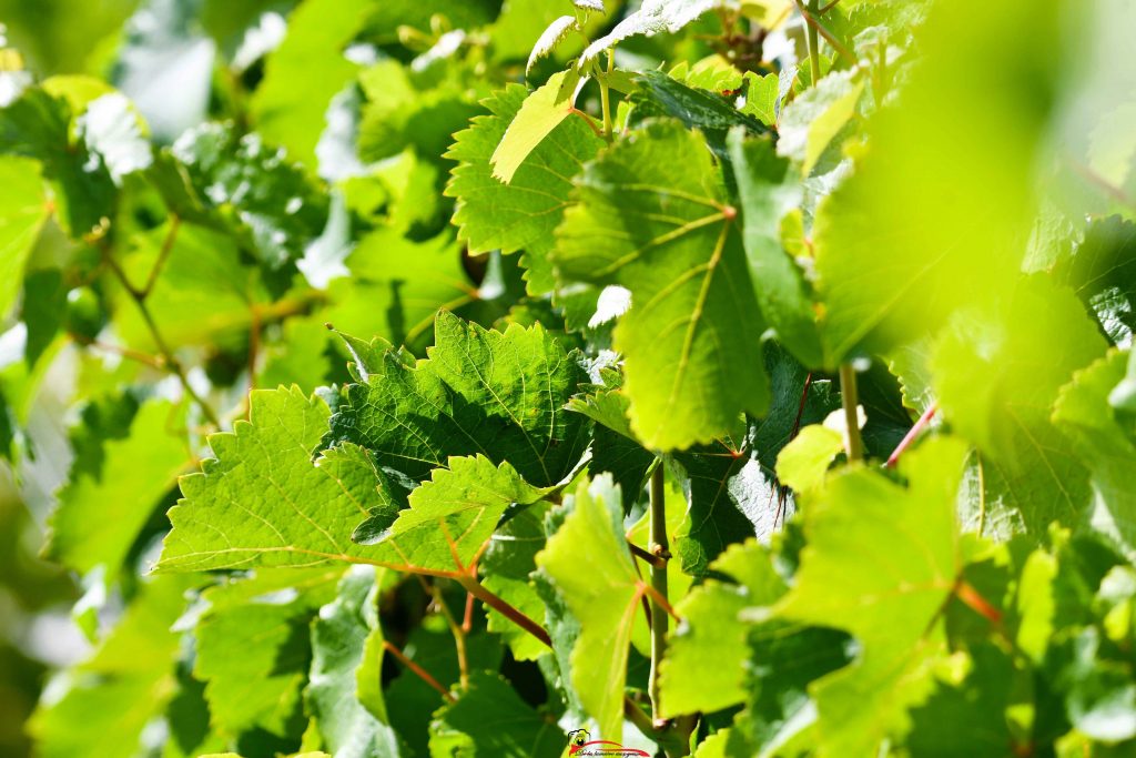 11e Rallye des Vins de Vernou 2025 photographe De la lumière aux yeux