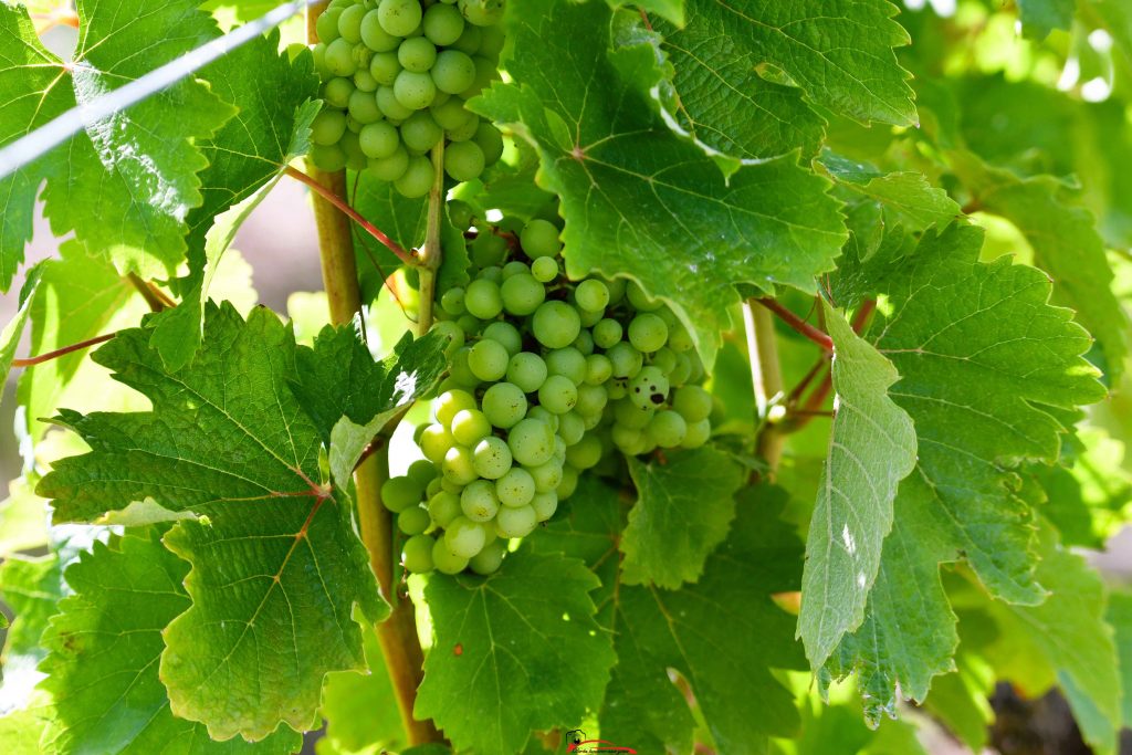 11e Rallye des Vins de Vernou 2025 photographe De la lumière aux yeux