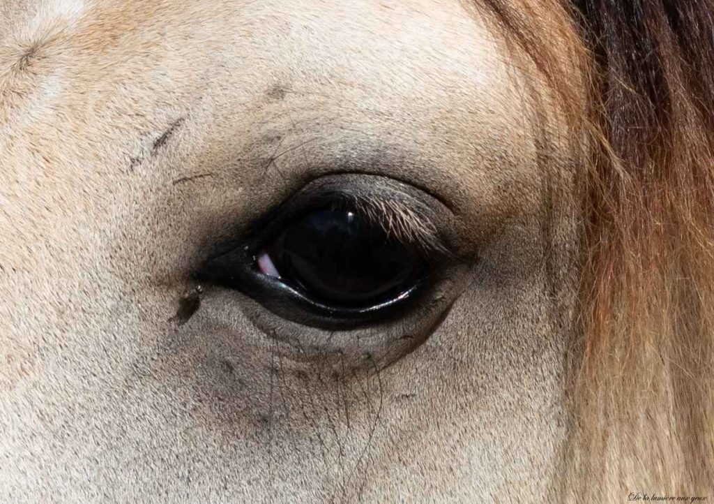 Maëva Barrault, psychologue et comportementaliste équin photographe De la lumière aux yeux